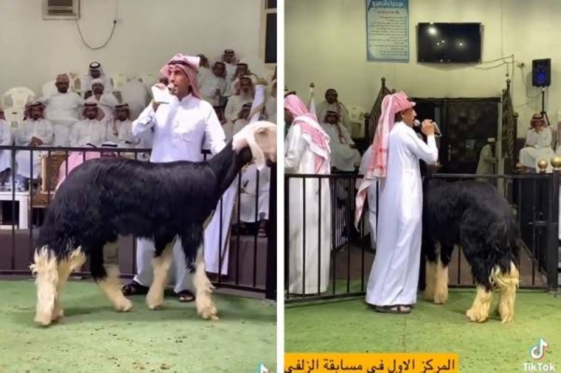 في السعودية...عرض خروف " نجدي" من سلالة نادرة للبيع.. وسعر فتح المزاد يصدم الحضور...شاهد