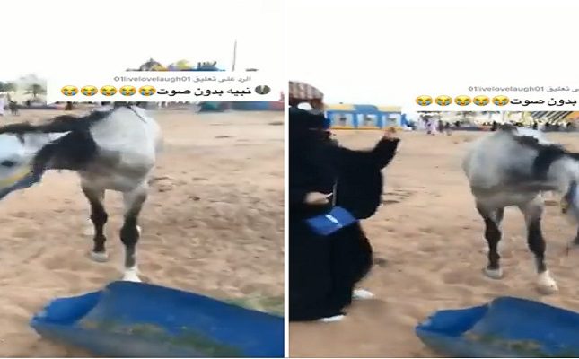 شابة سعودية تداعب حصان أثناء تناوله العلف.. فكانت المفجأة.. شاهد ماذا فعل بها الحصان؟