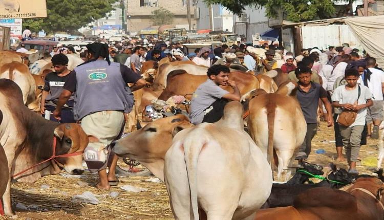 انهيار اسعار الأضاحي .. لكن الناس غير قادرة على الشراء 