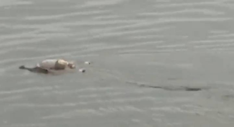 شاهد: تمساح ضخم يحمل طفل غارق ويعيده إلى أهله بعد أن فشلوا في العثور عليه